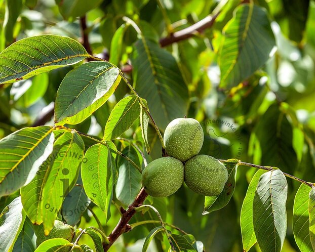 Juglans regia 'Plovdivski' - hoogstam