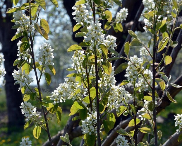 Amelanchier canadensis 'Rainbow Pillar' - beveerd