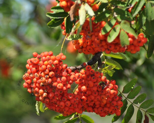 Sorbus aucuparia var edulis - hoogstam
