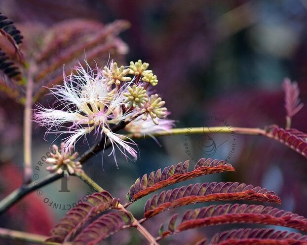 Albizia julibrissin 'Summer Chocolate' - hoogstam
