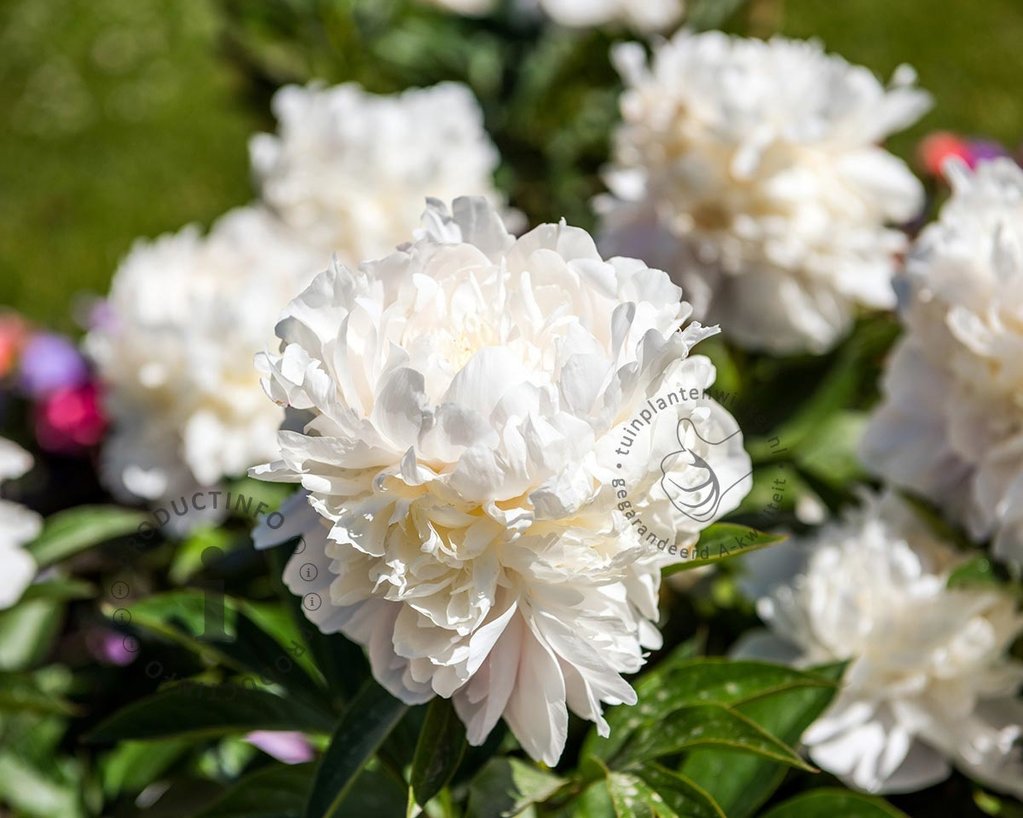 Paeonia lactiflora 'Duchesse de Nemours'