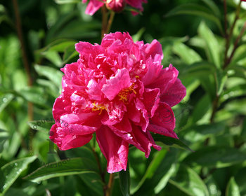 Paeonia lactiflora 'Karl Rosenfield'