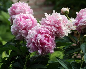 Paeonia lactiflora 'Sarah Bernhardt'