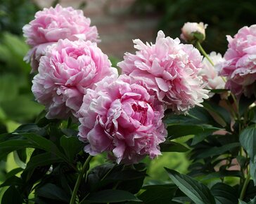 Paeonia lactiflora 'Sarah Bernhardt'