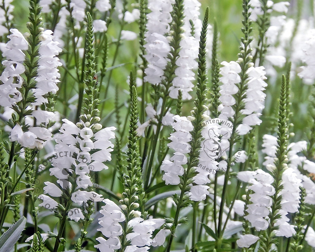 Physostegia virginiana 'Summer Snow'