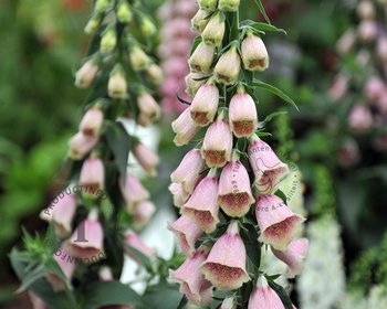 Digitalis mertonensis