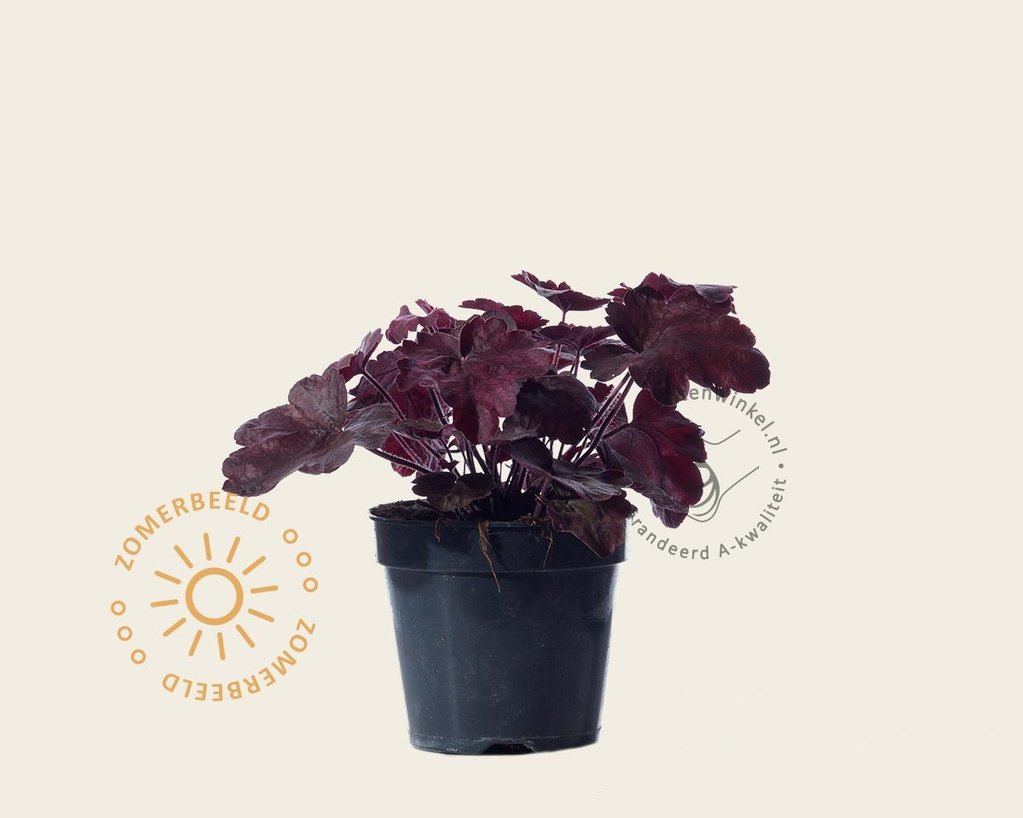 Heuchera 'Carnival Rose Granita'