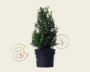 Ilex crenata 'Dark Green' - kegelvorm