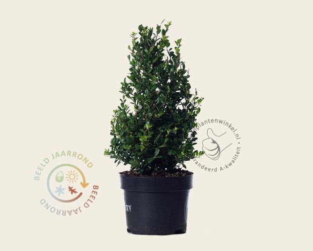 Ilex crenata 'Dark Green' - kegelvorm