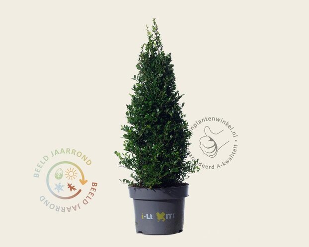 Ilex crenata 'Dark Green' - kegelvorm