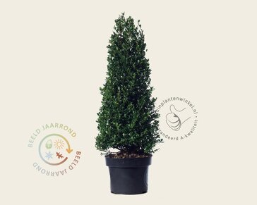 Ilex crenata 'Dark Green' - kegelvorm