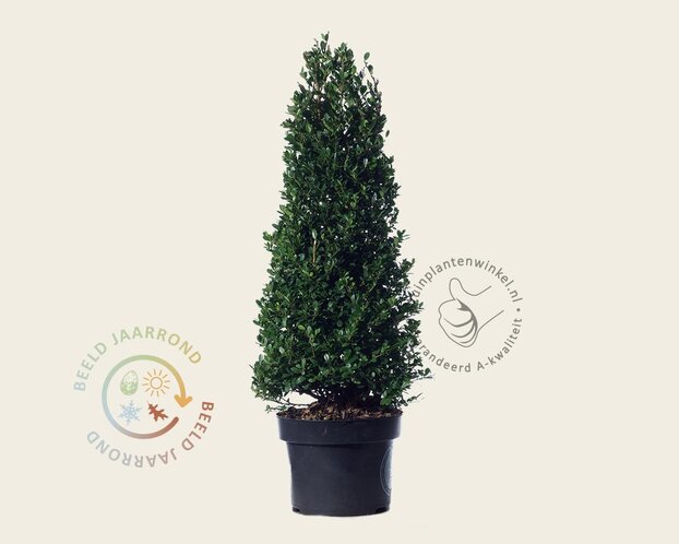 Ilex crenata 'Dark Green' - kegelvorm