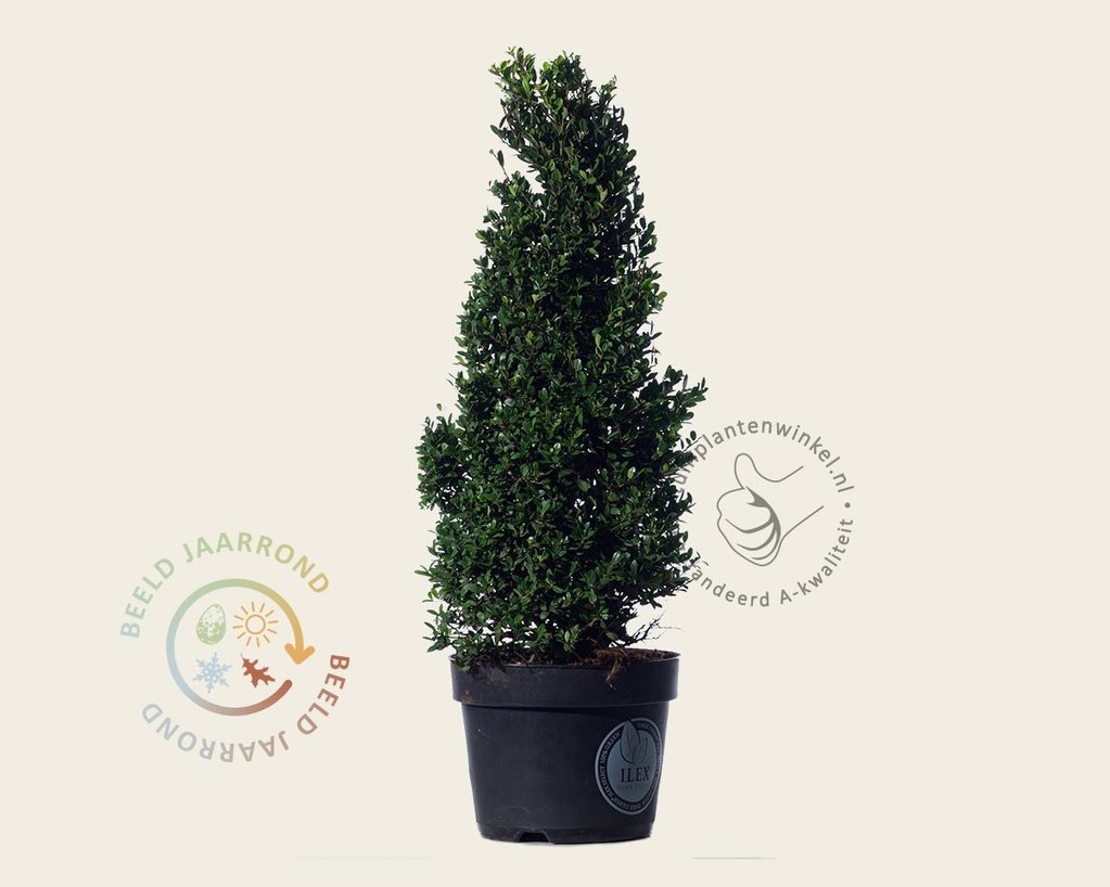 Ilex crenata 'Dark Green' - kegelvorm