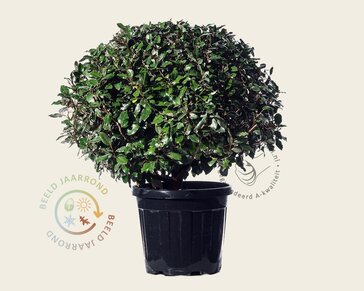 Elaeagnus ebbingei - bolvorm