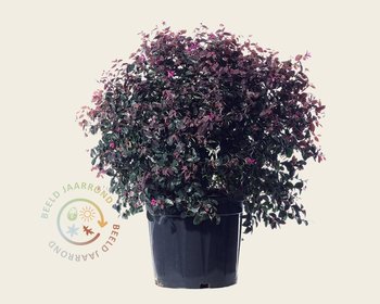 Loropetalum chinense - bolvorm