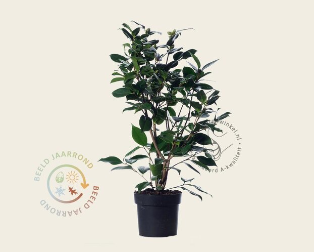 Camellia japonica 'Wheeler'