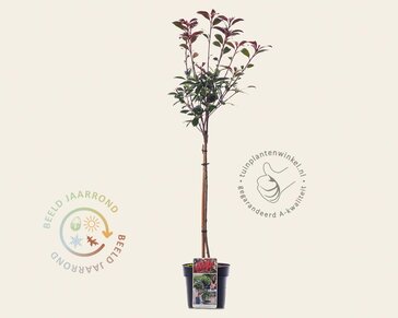 Photinia fraseri 'Robusta Compacta' - op stam