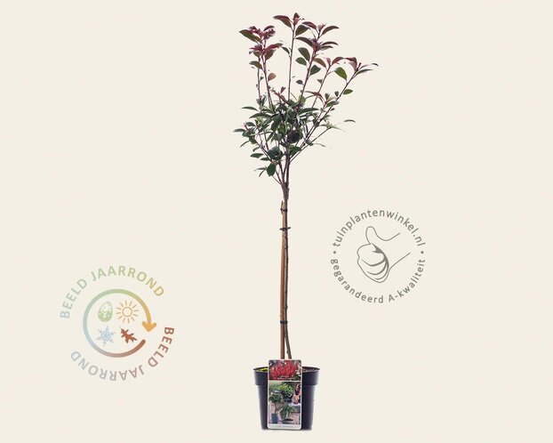 Photinia fraseri 'Robusta Compacta' - op stam