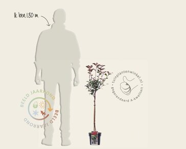 Photinia fraseri 'Robusta Compacta' - op stam