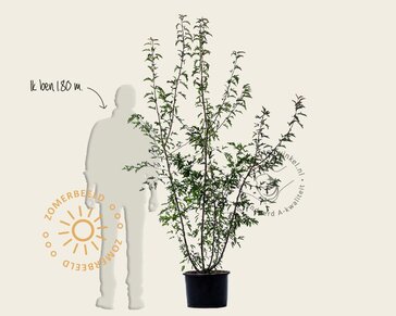 Malus toringo - meerstammig