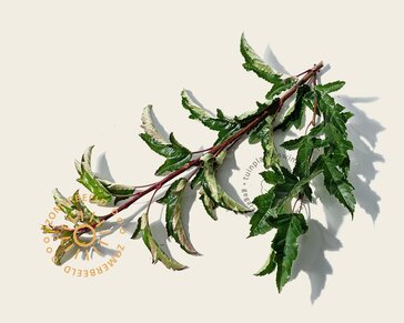 Malus toringo - meerstammig