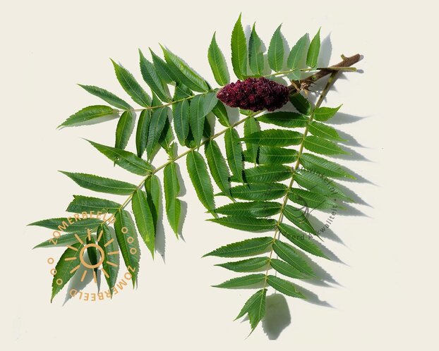 Rhus typhina - hoogstam