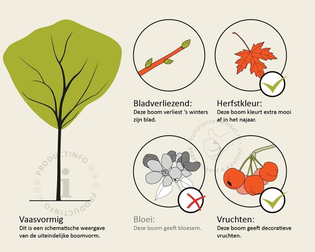 Rhus typhina - hoogstam
