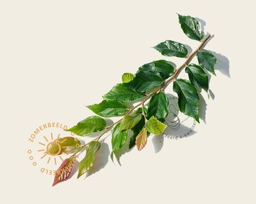 Sycoparrotia semidecidua 'Purple Haze' - beveerd