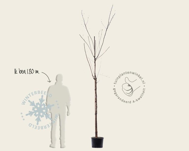 Exochorda serratifolia 'Snow White' - hoogstam