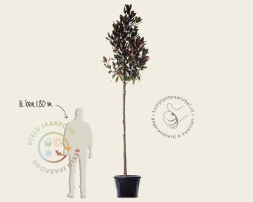 Magnolia grandiflora - hoogstam
