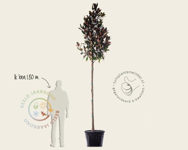 Magnolia grandiflora - hoogstam