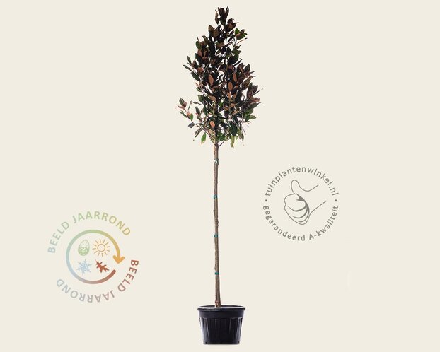 Magnolia grandiflora - hoogstam