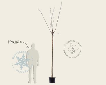 Morus alba 'Fruitless' - hoogstam