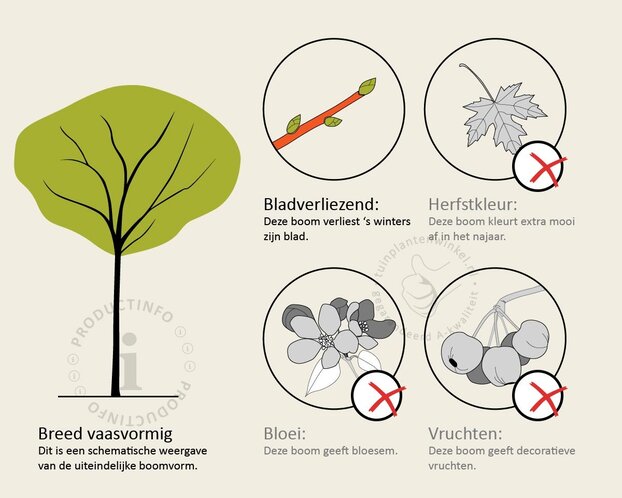 Morus alba 'Fruitless' - hoogstam