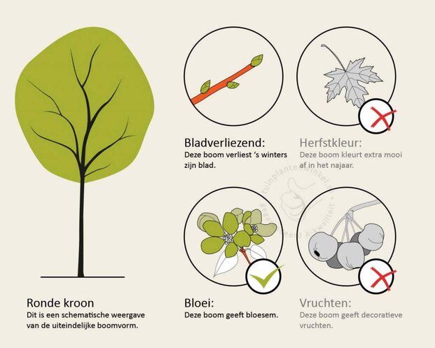 Prunus cistena - op stam