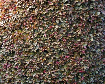 Fagus sylvatica 'Atropunicea'