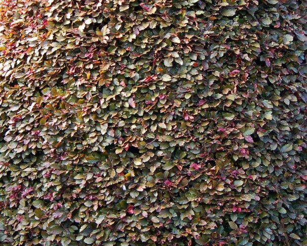 Fagus sylvatica 'Atropunicea'