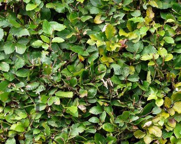 Fagus sylvatica