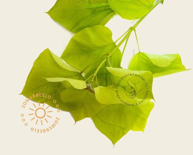 Catalpa bignonioides 'Aurea'