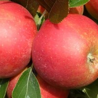 Lei appelboom