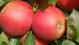Lei appelboom image