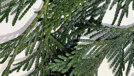 Lei conifeer image