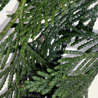Lei conifeer Excelsa