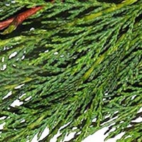 Lei conifeer Leylandii