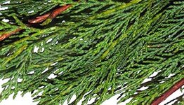 Lei conifeer Leylandii image