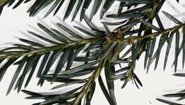 Lei taxus image