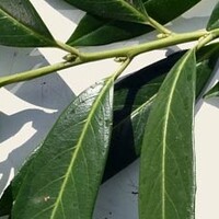 Leilaurier Caucasica