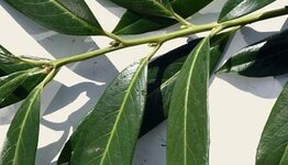 Leilaurier Caucasica image
