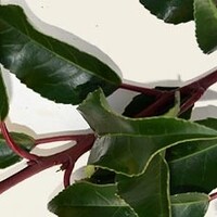 Leilaurier lusitanica Brenelia