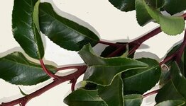 Leilaurier lusitanica Brenelia image